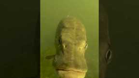 Put a GoPro underwater and see what happens ! #pike #fishing #underwater #gopro