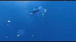 INSANE UNDER WATER MAHI MAHI BITE CAUGHT ON CAMERA!!!!