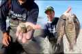 The NUMBER ONE Surf Fishing Bait -