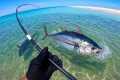 Giant Tuna from the SAND! (Catch