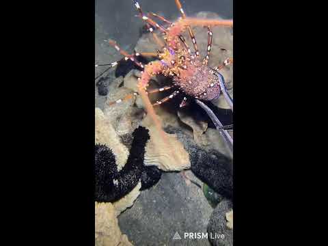 🔱 Spearfishing Live! Big Fish Catching Underwater 🐠 2026-05-10