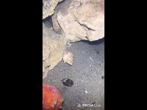 🔱 Spearfishing Live! Giant Fish Catching Underwater 🌊 2026-05-05
