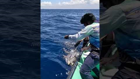 Catching 97kg Yellowfin Tuna Using Live Rosy Snapper Fish