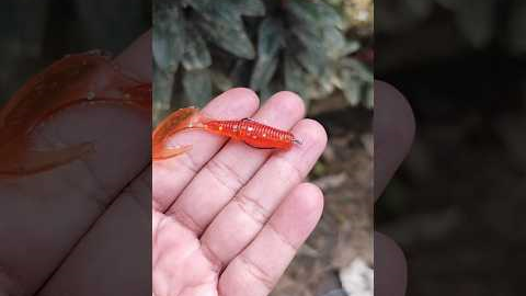 Soft Lures for Beginners: Catch More Fish with These Tricks