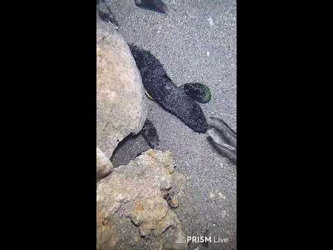 🔱 Spearfishing Live! Giant Fish Catching Underwater 🌊 2026-04-30