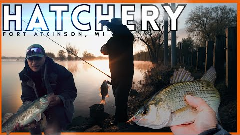 White Bass Fishing Never Gets Old + Giant Walleye