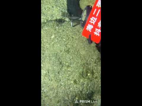 🔱 Spearfishing Live! Giant Fish Catching Underwater 🌊 2026-05-20