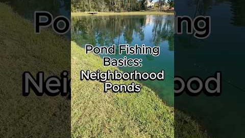 How to Fish a Neighborhood Pond #bassfishing #fishing #fishingtips #pondfishing