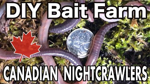 Raising Canadian Nightcrawlers At Home | DIY Dew Worm Farm