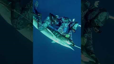 We fought together swordfish for over an hour. #fishing #spearo #ocean  #fish #spearfishing  #shorts