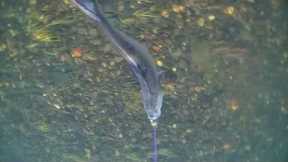 Underwater Camera Shad Fishing