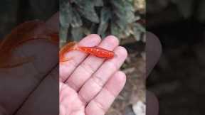 Soft Lures for Beginners: Catch More Fish with These Tricks