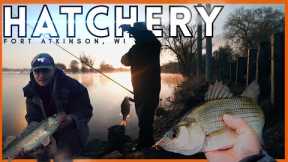 White Bass Fishing Never Gets Old + Giant Walleye