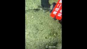 🔱 Spearfishing Live! Giant Fish Catching Underwater 🌊 2026-05-20