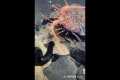 🔱 Spearfishing Live! Big Fish