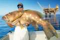 Massive Grouper & Cobia under