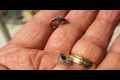 Pond Fly Fishing, Easy Dry Fly!