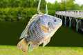 Fishing with Livebait for Pond
