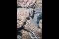 🔱 Spearfishing Live! Giant Fish