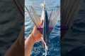 Using FLYING Fish as Bait #fishing