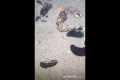 🔱 Spearfishing Live! Giant Fish