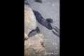 🔱 Spearfishing Live! Giant Fish