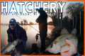 White Bass Fishing Never Gets Old +
