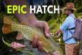 Small Creek Dry Fly Fishing At Its