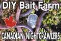 Raising Canadian Nightcrawlers At