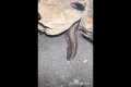 🔱 Spearfishing Live! Giant Fish