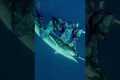 We fought together swordfish for over 