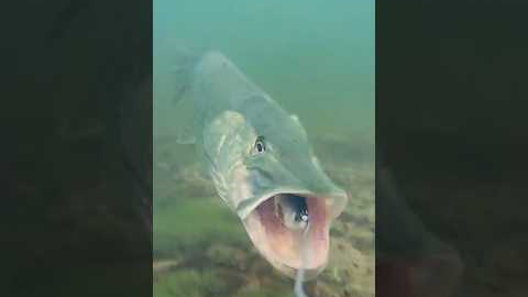 Watch the pike's speed as it attacks and spits out ! #pike #fishing #underwaterworld