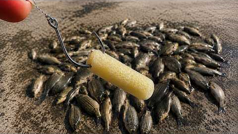 65 year old fishermen are silent about this! Fishing bait made from corn sticks