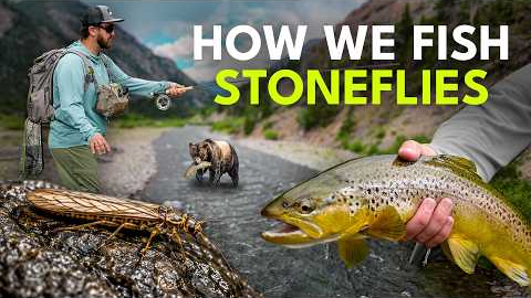 How to Fly Fish the Golden Stonefly Hatch — Dry Dropper Tactics for Beginners