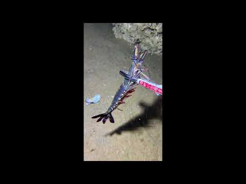 🔴【LIVE】Diving to catch big fish on the seabed 🦞2026-06-14🦀P01