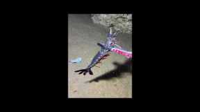 🔴【LIVE】Diving to catch big fish on the seabed 🦞2026-06-14🦀P01