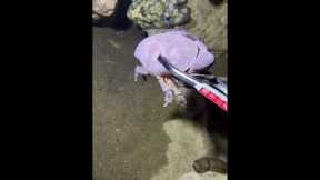 🔴【LIVE】Underwater camera POV – first-person fishing, double the thrill🦞