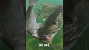 PIKE CORE 🐊✨️ #pike #fishing #underwater