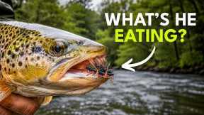 How to Fish Hoppers, Ants & Cicadas — Summer Fly Fishing for Beginners