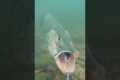 Watch the pike's speed as it attacks