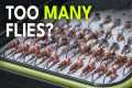 The Only 10 Flies You'll Ever Really