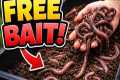 Unlimited FREE Fishing Bait?! DIY
