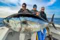 America's Largest Tuna Caught the
