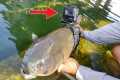 I Strapped a GoPro on a Fish