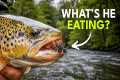 How to Fish Hoppers, Ants &