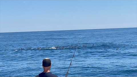 The Most BLUEFIN TUNA I HAVE EVER SEEN!!!!