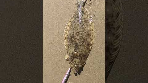 4 tips in 13 seconds to help YOU catch surf HALIBUT