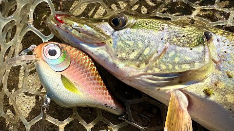 Making Baits and Catching Pike