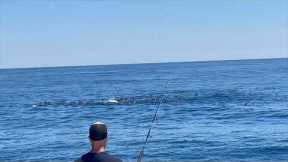 The Most BLUEFIN TUNA I HAVE EVER SEEN!!!!