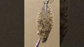 4 tips in 13 seconds to help YOU catch surf HALIBUT